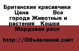 Британские красавчики › Цена ­ 35 000 - Все города Животные и растения » Кошки   . Мордовия респ.